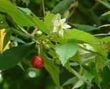 Jamaican Cherry aka Strawberry Tree Muntingia rooted Starter plant - £25.75 GBP
