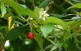 Jamaican Cherry aka Strawberry Tree Muntingia rooted Starter plant - £25.83 GBP