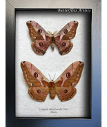 Real Siberian Silk Moth Caligula Boisduvalii PAIR Entomology Collectible... - £117.71 GBP