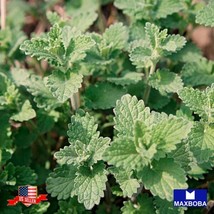 Catnip Herb Seeds Aromatic Minty Catmint Non-Gmo Heirloom Nepeta Cataria Garden  - $5.78