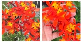 3 Pieces Orange Yellow Epidendrum Orchid Aerial Roots 7” Tall Butterflies Gift - £24.77 GBP