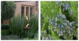 2.5&quot; Pot Tuscan Blue Rosemary Plant - Inside or Out - Easy to Grow - Live Plant - £27.53 GBP