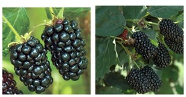 Cold Hardy 2 Prime Ark Freedom Live Thornless Blackberry Plants. - £34.59 GBP