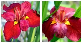 Louisiana Iris Ann Chowning-native American wildflower - Live STARTER Plant - £33.73 GBP