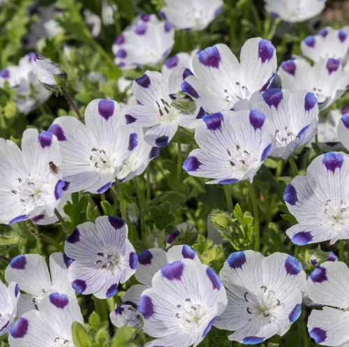 2000 Seeds Eco-Ease Flowering Alternative Lawn Mix 13 Species Seeds Non-GMO - $167.43 MXN