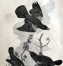 Red Winged Starling Victorian 1856 Bird Art Plate Print Antique Nature D... - $39.99