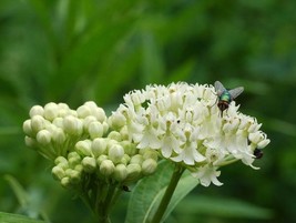 Best Asclepias Incarnata | White Swamp Milkweed | White Indian Hemp | 10 Seeds - £14.06 GBP