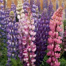 USA Seller Russell Lupine Seeds Lupinus Polyphyllus B143 - $8.69