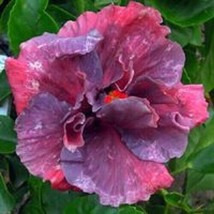 From US 20 Double Purple Pink Hibiscus Seeds Flowers Flower Seed Perennial Bloom - £8.43 GBP