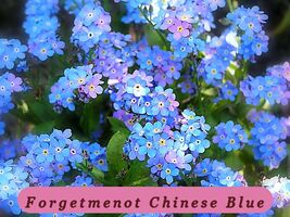 305 Seeds Tropical Charm Forgetmenot Chinese Blue Flower - $35.00 MXN