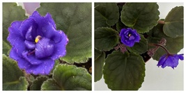 Hunter&#39;s Lightning Strike Live African Violet 4&quot; - £48.69 GBP