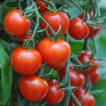 Mountain Magic Tomato Seeds Gardening Easy Grow USA SHIPPING - $5.60