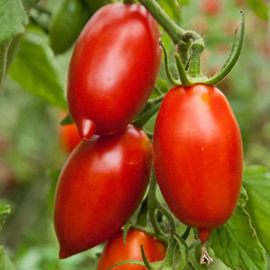 Roma Tomato Sauce Canning Salads 100 Seeds - £7.76 GBP