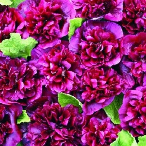 Double Blackberry Hollyhock Perennial Flower Flowers Pure Seed Fresh Garden - £7.82 GBP
