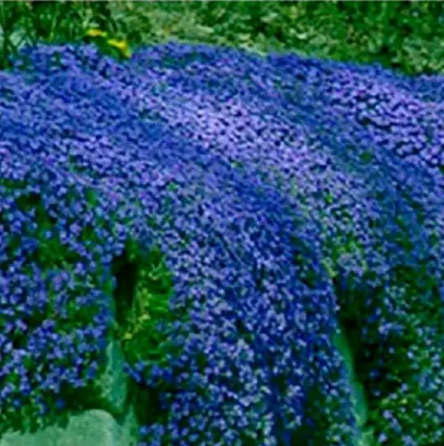  Creeping Blue Thyme Blue ROCK CRESS Perennial Flower 500 Seeds Fast Shipping US - £8.64 GBP