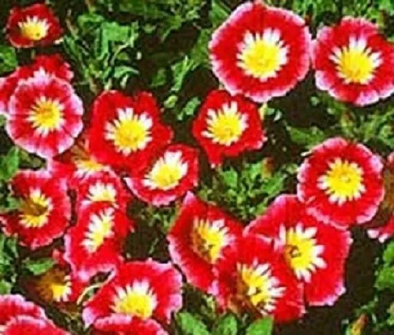 50 Morning Glory Red Ensign Dwarf Morning Glory Starts Nursery Fresh Seeds - $25.50