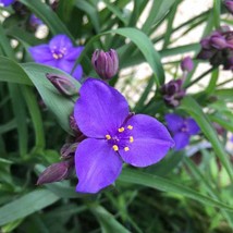 New Fresh Seeds Ohio Spiderwort Seeds Tradescantia Ohiensis Flower Seed 2000 See - £13.90 GBP