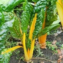 Ship From Us Swiss Chard - 6 G Packet ~200 Seeds - Yellow - NON-GMO TM11 - £12.71 GBP