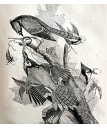 Blue Jay Victorian 1856 Bird Wood Engraving Antique Nature Ephemera DWT15 - $757.80 MXN