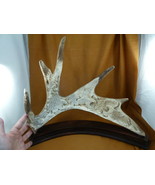EAGLE-17 Eagle eagles + salmon shed full ANTLER figurine Bali detailed c... - $755.56 CAD