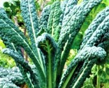 Lacinato Kale Seeds 200 Seeds Non-Gmo Fast Shipping - $7.99