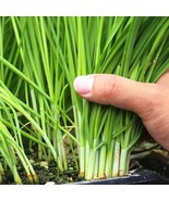 HT 500 Garlic Chive Seeds For ing Heirloom Non-Gmo Chinese Chives Vegeta... - €14,54 EUR