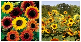 200 seeds Sunflower- Autumn Beauty Mix Seeds Garden Seeds - £17.57 GBP