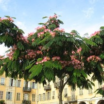 Albizia Julibrissin Mimosa Tree Persian Silk Tree 10 Seeds Seeds Fresh Fast Ship - $19.20