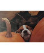 Lot Of 6 Halloween Greeting Cards With Envelopes Puppy Dog Pumpkin - £3.06 GBP