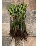 5 BIG XXL RED MANGROVE  26”-28”PLANTS  SALTWATER / FRESHWATER AQUARIUM - $101.55 CAD
