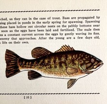 Small Mouth Black Bass 1939 Fresh Water Fish Art Gordon Ertz Color PCBG20 - $29.99