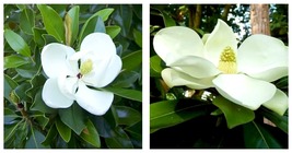 20-28 inch tall &quot;&#39;Kay Parris&quot; Evergreen Southern Magnolia Grandifolia Fragrant! - £58.34 GBP