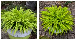 1 Live Potted Plant hosta PARTY STREAMERS small wavy 3E 2.5&quot; pot - £39.08 GBP