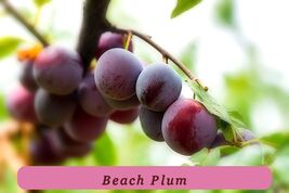 0404 beach plum pop thumb200