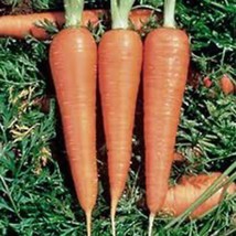 Carrots Danvers 126 Carrot Seeds Fresh USA Shipping - $7.98