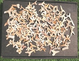Fossil Shark Teeth Collection – Real Ancient Fossils for Kids, Students ... - €29,84 EUR