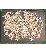 Fossil Shark Teeth Collection – Real Ancient Fossils for Kids, Students ... - €29,80 EUR