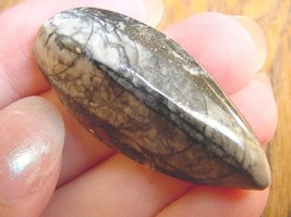 (F370-R) Orthoceras marbilized fossil straight horn shell nautiloid ceph... - $8.59