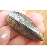 (F370-R) Orthoceras marbilized fossil straight horn shell nautiloid ceph... - $8.59