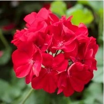 Giant Red Big Blooms Geranium Flowers Plant Heirloom Ornamental 50 Seeds - $27.73