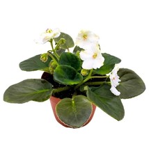 African Violet Heaven&#39;s-A-Calling 4 inch White Flower Saintpaulia Gesneriads - £35.02 GBP