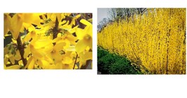 4&quot; pot Forsythia Lynwood Gold-&quot;Golden Bells&quot; (Forsythia xintermedia &#39;lyn... - $38.99