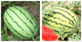 Lazy Melon King Watermelon Bonsai red Meat Garden Balcony Potted 80 pcs Seeds - £23.51 GBP