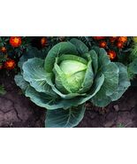 Heirloom Organic Danish Ballhead Cabbage Seeds - $4.95