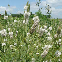 Prairie Clover (Dalea Candida) White 500 Flower Seeds - $7.98