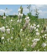 Prairie Clover (Dalea Candida) White 500 Flower Seeds - $146.59 MXN