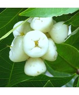 Big Wax Jambu White Syzygium Jambos Pomarrosa Blanca Fruit Tree 2-3Ft Wh... - $99.10