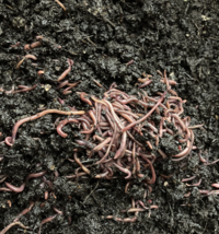 100 Red  wiggler worms, composting  worms,  - $25.00