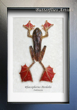 Red Webbed Feet Rhacophorus Pardalis Real Flying Frog Framed Taxidermy S... - $52.99