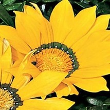 Best 30 Gazania Kiss Yellow Flower Seeds Droughttolerant Reseeding Annual - $10.00